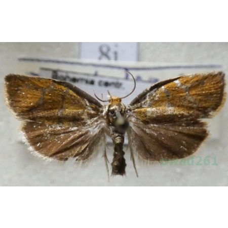 Ptycholoma lecheana (Linnaeus, 1758) Czech8i